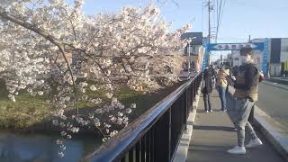 20210411秋田市牛島橋 太平川桜花見