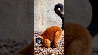 Red ruffed lemur Madagascar  Animal Exotic Cute Ep194 #animals #animalcute #naturemonkey #ruffed