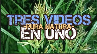 TrES VIDEOS EN UNO