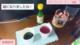 【ゆるゆる実験】バタフライピーティーの色の変化