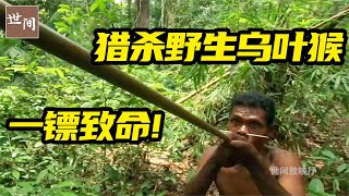 捕杀野生猴子全过程：嘉海人利用毒镖，让乌叶猴无处可逃 | 世间放映厅