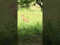 scared baby deers runaway shorts