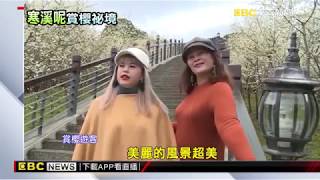 阿里山賞櫻秘境 寒溪呢福爾摩莎白櫻盛開