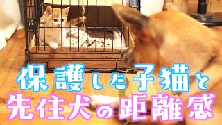 【犬と猫】保護子猫と先住犬の距離が少しだけ縮んだ気がした日