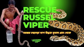 বিরাট বড় চন্দ্রবড়া সাপ উদ্ধার  || RESCUE A GIANT RUSSEL VIPER  #russelviper