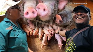 How She Became The Biggest Pig Producer In Zimbabwe