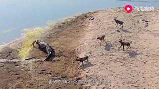 北极熊不敢对海象下手，只能盯上海鸟，真是为了食物不要命