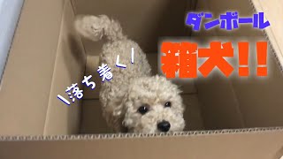 箱犬参上っ！トイプードルチャチャ丸