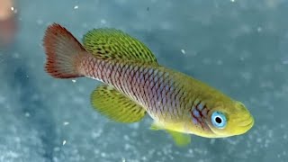 【卵生メダカ】ノソブランキウス フォーシャイ 生後1ヶ月（Killifish Nothobranchius foerschi）#shorts