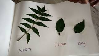 collection of Leaves ( Science Holiday homework@ hyper hasya, class-3).