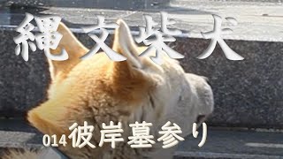 014縄文柴犬は慎重で警戒心が強いので僕は朝ご飯がすんだらお墓の掃除にに行き、僕は初めてのう〇ちをそこにしてしまいました。