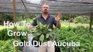 How to Grow Gold Dust Aucuba with detailed description