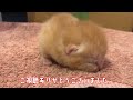 【マンチカン家族】ぽんずママと3匹の子猫たち