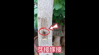 果樹嫁接方法分享：帶木質芽接，接穗的芽眼飽滿，嫁接易成活 Fruit tree grafting method sharing: with woody budding, easy to survive