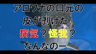 アロワナの口元が…怪我？病気？