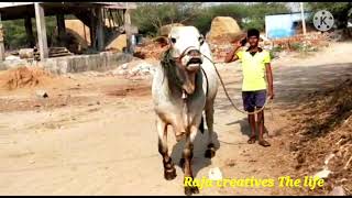 న్యూ కేటగిరీ ఎద్దులు అమ్మకానికి ongole bulls