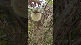 Honey harvesting 1 |Honey hunting | #Shorts | Honey harvest