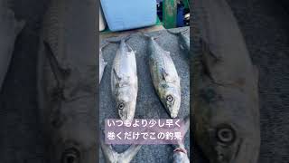 少し早く巻くだけでこの釣果 #津大翔丸 #伊勢湾奥 #サワラキャスティング