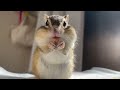 【シマリス】咀嚼音・栗虫を食べる　chipmunk chewing sound