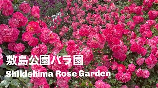 前橋敷島公園門倉テクノばら園2023 春のばら園まつりMaebashi Shikishima Park Spring Rose Festival