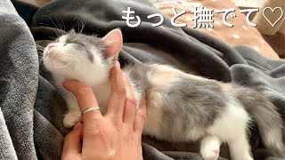 【もっと撫でて♡】甘えたすぎてスリスリする猫が可愛すぎる