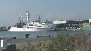 11月18日　外港の4隻の巻き網船(4 purse seine vessels in the outer port)