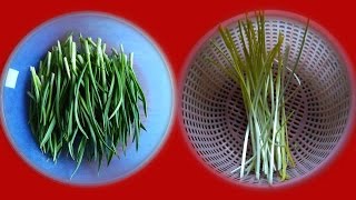 冬天在家种 蒜绿 蒜黄  Grow garlic at home in winter