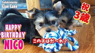 ニコちゃん3歳の誕生日