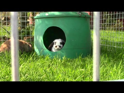 How To Make A Simple Outside Rabbit Run - And Sad Free-Range Rabbit Update : - ( How To Make A Simple Outside Rabbit Run - And Sad Free-Range Rabbit Update : - (