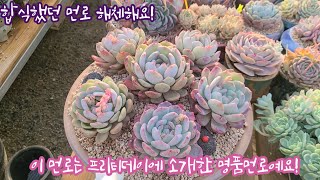 합식했던 먼로 해체해요! 명품먼로들은 아주 잘 크고  있어요! 하나 둘 아파서 빼내다 보니 성글어져서 해체합니다~