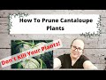 How to Prune A Cantaloupe Plant ~ For Beginners