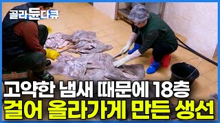 처음 경험한 사람들은 눈 뜨기도 힘들다는 아찔한 냄새｜아파트 18층 걸어 올라가게 한 주범이지만 없어서 못 먹는다? 삭힌 홍어의 모든 것ㅣ극한직업│#골라듄다큐