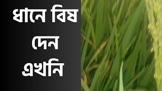 বিষ দেন এখনি #ek আপনার ফসল কে বাঁচান ।