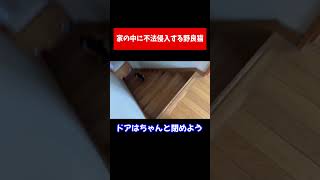 家の中に不法侵入する野良猫#Shorts