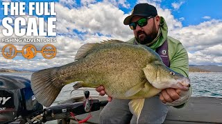 Golden Perch At Lake Eildon With A SURPRISE | The Full Scale