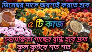 ডিসেম্বর মাসে অবশ্যই করতে হবে ৫ টি কাজ,চন্দ্রমল্লিকা গাছের বৃদ্ধি হবে দ্রুত ফুল ফুটবে শতশত