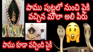 🐍 పాము పుట్టలో 🐍 నుంచి పైకి లేచిన పీరు 😱 వీడియో తీయడానికి నాకే భయమేస్తుంది ... # C.NAGENDRA