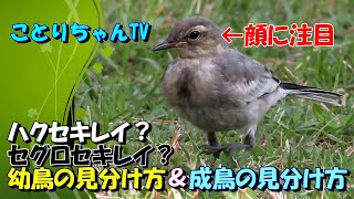 ハクセキレイ幼鳥【ことりちゃんTV】ハクセキレイ？セグロセキレイ？幼鳥の見分け方