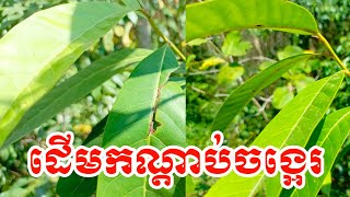 ដើមកណ្តាប់ចង្អេរ