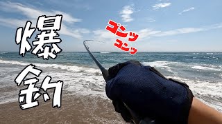 マゴチ祭り開催！サーフでマゴチ何匹釣れる？【後編】