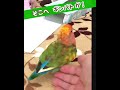 少しずつ近寄り 飼い主を誘うコザクラインコ そこへギンバトが来て！！