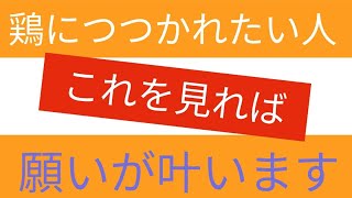 烏骨鶏につつかれると痛い【ウコッ系情報その６】