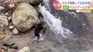 特集・クマとまちづくり　知床でクルマ制限して自然体感バスツアー　札幌でもクマが魚を狙う？　北海道