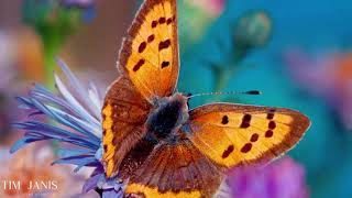 12 Hours of Beautiful Relaxing Music, Peaceful Instrumental Music "Butterfly Garden"" by Tim Janis