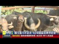 業障重 海濤法師護生園遭爆動物橫屍