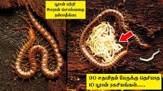 90 சதவிதம் பேருக்கு தெரியாத 10 பூரான் ரகசியங்கள்