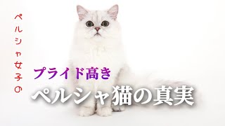 プライド高きペルシャ猫の真実【猫動画】