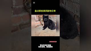 《盘点那些搞笑動物日常 - 7》 #狗 #搞笑 #寵物狗狗精選 #狗狗 #狗狗的心思都写在脸上了 #搞笑视频 #搞笑狗子 #猫咪 #猫咪日常 #猫咪的迷惑行为