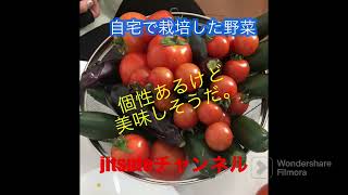 家庭菜園 楽しい収穫祭！自家製野菜を披露。