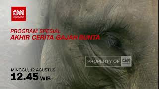CNN Indonesia - Akhir Cerita Gajah Bunta